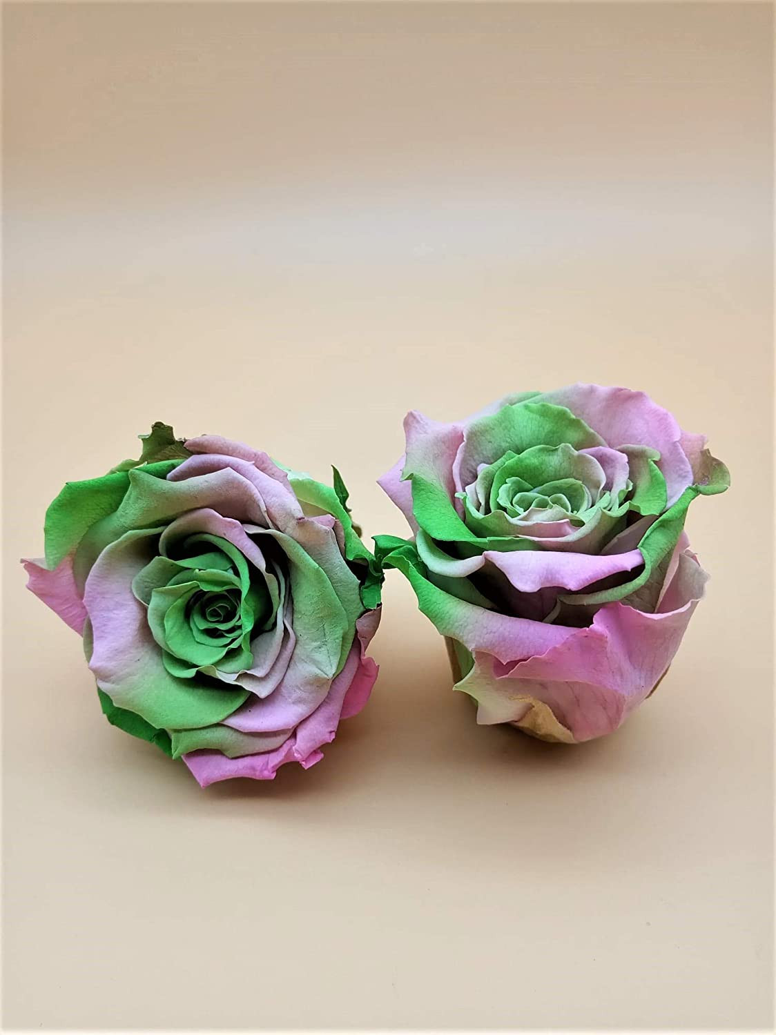 Rosa Eterna Multicolor Verde Extra. Conservas de rosa verde arco-íris. Tubo  de preservação de 25 cm. Preservada rosa verde eterna. Feito em Espanha.